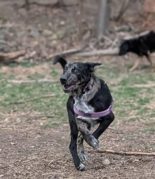 Catahoula Leopard Dog Dogs Available for Adoption in Waunakee, Wisconsin - Poppy Posy | PetCurious