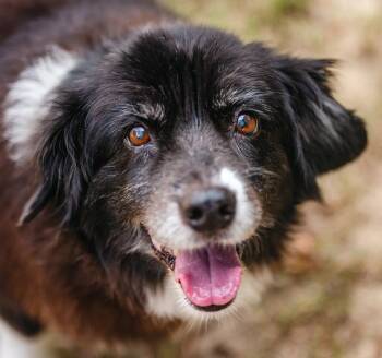 Jack -  Australian Shepherd Dog for Adoption in Alexandria, Virginia - Jack | PetCurious