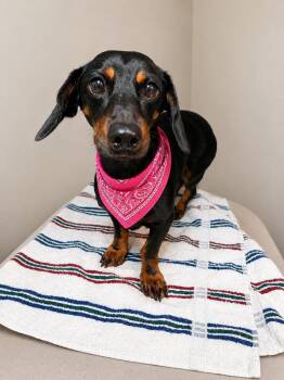 Stevie -  Dachshund Dog for Adoption in Cochran, Georgia - Stevie | PetCurious