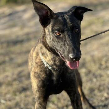 Dutch Shepherd Dogs Available for Adoption - Sirius | PetCurious