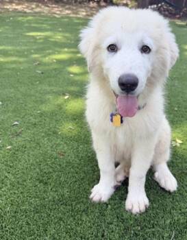 Great Pyrenees and Mixed Breed Dogs Available for Adoption in Fort Worth, Texas - Lottie | PetCurious