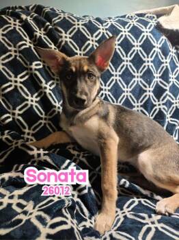 Rescue Shepherd Dogs for Adoption in Oak Ridge, Tennessee - Sonata | PetCurious