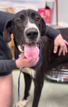 Great Dane Dogs Available for Adoption - Cedar | PetCurious