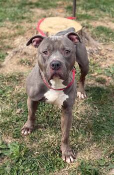Hulk -  Pit Bull Terrier Dog for Adoption in Springfield, Illinois - Hulk | PetCurious