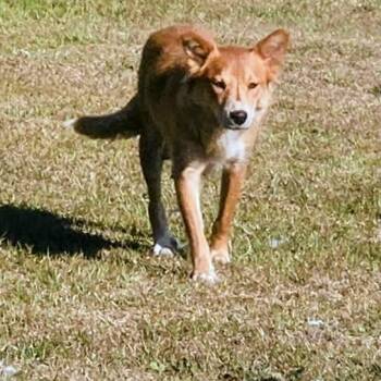 Mixed Breed Dogs Available for Adoption in Wando, South Carolina - Farrah | PetCurious