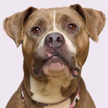 Mixed Breed Dogs Available for Adoption - Carla | PetCurious