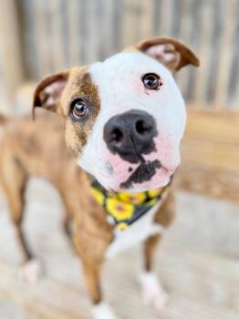 Brooklyn -  Mixed Breed Dog for Adoption in Muskegon, Michigan - Brooklyn | PetCurious
