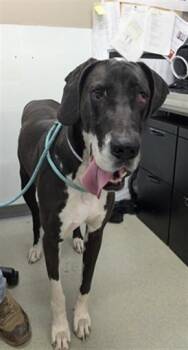 Great Dane Dogs Available for Adoption in Hayward, California - LUNA | PetCurious