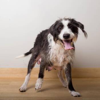 Jules D69897 -  Terrier Dog for Adoption in Minnetonka, Minnesota - Jules D69897 | PetCurious