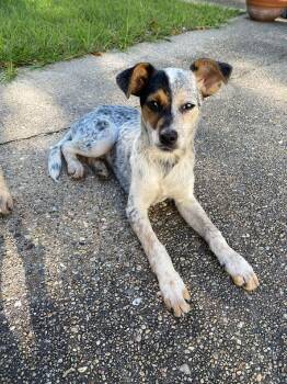 Frankie -  Australian Cattle Dog Blue Heeler Dog Available for Adoption in Mobile, Alabama - Frankie | PetCurious