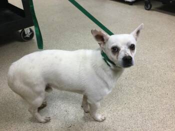 Chihuahua and Mixed Breed Dogs Available for Adoption - BILLY | PetCurious