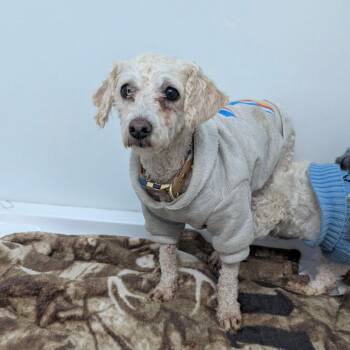 Poodle Dogs Available for Adoption - STELLA | PetCurious