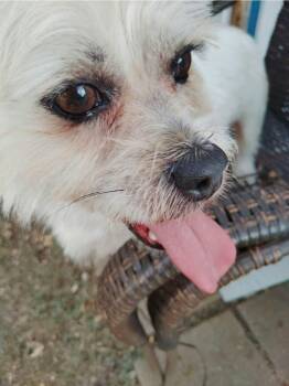 Rex -  Maltese Dog for Adoption in Paramus, New Jersey - Rex | PetCurious