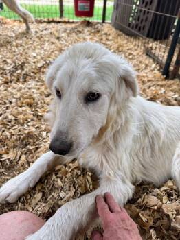 Rescue Great Pyrenees Dogs for Adoption in Fosters, Alabama - GRACE -Fostered In The Northeast!! | PetCurious
