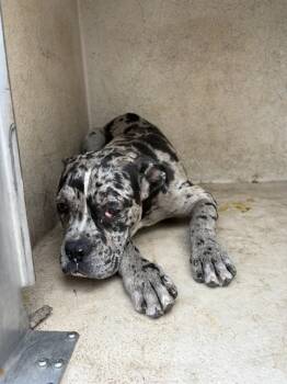 A475812 -  Boxer and Mixed Breed Dog for Adoption in Oklahoma City, Oklahoma - A475812 | PetCurious