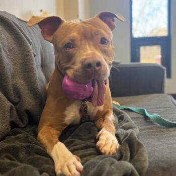 Gabe -  American Staffordshire Terrier and Mixed Breed Dog for Adoption in Oak Park, Illinois - Gabe | PetCurious