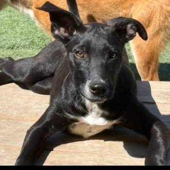 Wednesday -  Pit Bull Terrier and German Shepherd Dog Dog for Adoption in Center Point, Texas - Wednesday | PetCurious