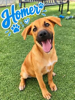 Homer -  Shepherd Dog for Adoption in Truth Or Consequences, New Mexico - Homer | PetCurious