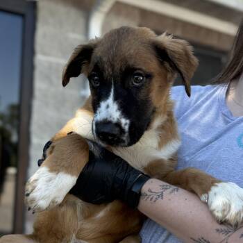 Retriever and Australian Shepherd Dogs Available for Adoption in Columbia, South Carolina - Bracken | PetCurious