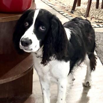 Pepper -s -  English Springer Spaniel Dog for Adoption in Sequatchie, Tennessee - Pepper -s | PetCurious