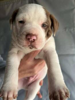 Mixed Breed Dogs Available for Adoption in Princeton, Indiana - Licker | PetCurious