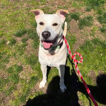 Mixed Breed Dogs Available for Adoption in Brookhaven, New York - Toast | PetCurious