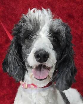Sheepadoodle Dogs Available for Adoption in Newport, Tennessee - Panda | PetCurious