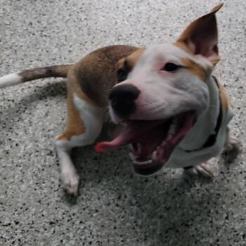 Beagle Dogs Available for Adoption in Hattiesburg, Mississippi - AJ | PetCurious