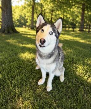 Cypher -  Siberian Husky and Mixed Breed Dog for Adoption in Paducah, Kentucky - Cypher | PetCurious