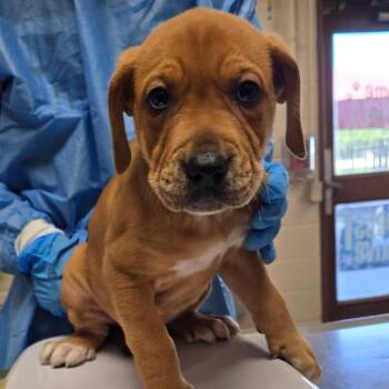 Redwood -  Labrador Retriever and Mixed Breed Dog for Adoption in San Antonio, Texas - Redwood | PetCurious
