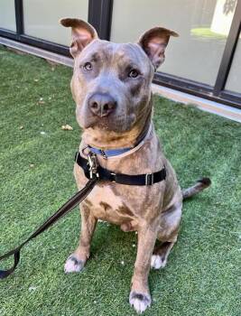 ROQUI -  Pit Bull Terrier Dog for Adoption in San Francisco, California - ROQUI | PetCurious