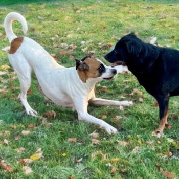 Rescue Boxer and Hound Dogs for Adoption in Tunica, Mississippi - Lady | PetCurious