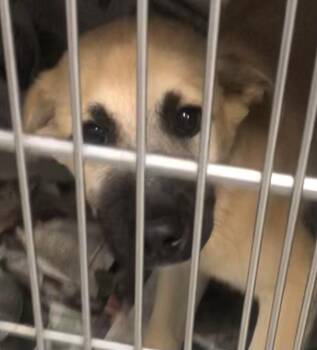 Boolio -  Shepherd Dog for Adoption in Parma, Ohio - Boolio | PetCurious