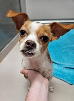 Linda -  Chihuahua and Mixed Breed Dog for Adoption in Sherwood, Arkansas - Linda | PetCurious