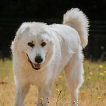 Clyde -  Great Pyrenees and Mixed Breed Dog for Adoption in Portland, Oregon - Clyde | PetCurious