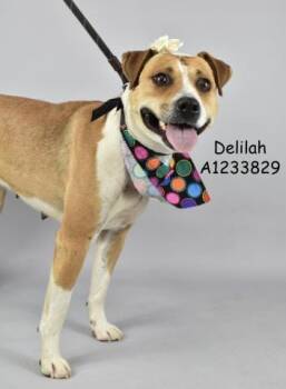 Rescue Labrador Retriever and Pit Bull Terrier Dogs for Adoption in Thousand Oaks, California - Delilah - URGENT! | PetCurious