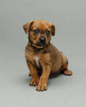 Riesling -  Mixed Breed Dog for Adoption in Mesa, Arizona - Riesling | PetCurious