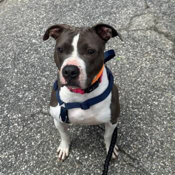 American Bulldog and Boxer Dogs Available for Adoption in Andover, Massachusetts - Blaze - Local Guy | PetCurious
