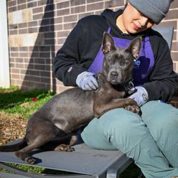 Mixed Breed Dogs Available for Adoption in Chamblee, Georgia - Belle | PetCurious