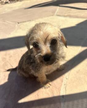 Schnauzer Dogs Available for Adoption - Alfred | PetCurious