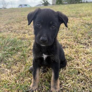 Shepherd Dogs Available for Adoption - Berry | PetCurious