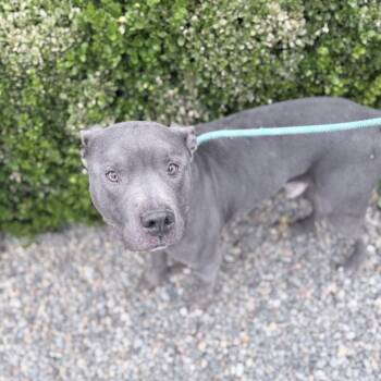 Rob -  Mixed Breed Dog for Adoption in Medford, Oregon - Rob | PetCurious