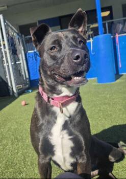 Shelby -  Labrador Retriever Dog Available for Adoption in Elmwood, Louisiana - Shelby | PetCurious