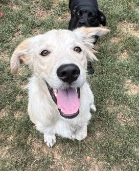 Aspen -  Mixed Breed Dog for Adoption in Mount Pleasant, South Carolina - Aspen | PetCurious
