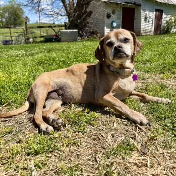 Puggle and Chihuahua Dogs Available for Adoption in High View, West Virginia - Honey | PetCurious