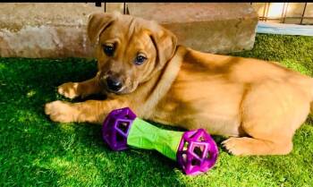 Will -  Mixed Breed Dog for Adoption - Will | PetCurious