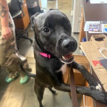 Chip -  Mixed Breed Dog for Adoption in Pittsburgh, Pennsylvania - Chip | PetCurious