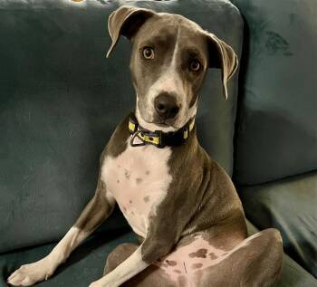 Weimaraner Dogs Available for Adoption - Catarina | PetCurious