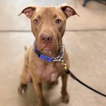 Beau -  Labrador Retriever and Mixed Breed Dog for Adoption in Columbus, Georgia - Beau | PetCurious