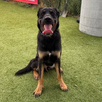 Doug -  German Shepherd Dog and Rhodesian Ridgeback Dog for Adoption in Idaho Falls, Idaho - Doug | PetCurious